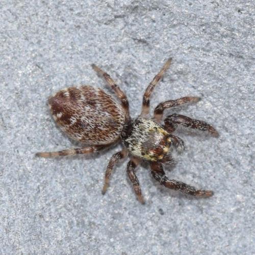 Macaroeris nidicolens
